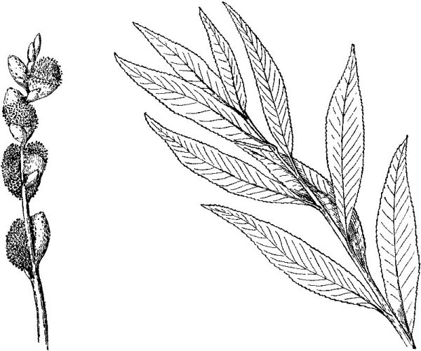 Ветка ясеня с листьями