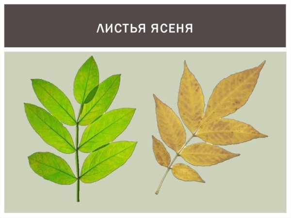 Клен ясенелистный лист