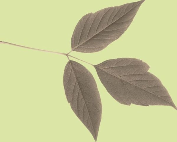 Ясень листья