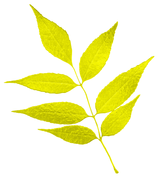 Нарисовать лист ясеня