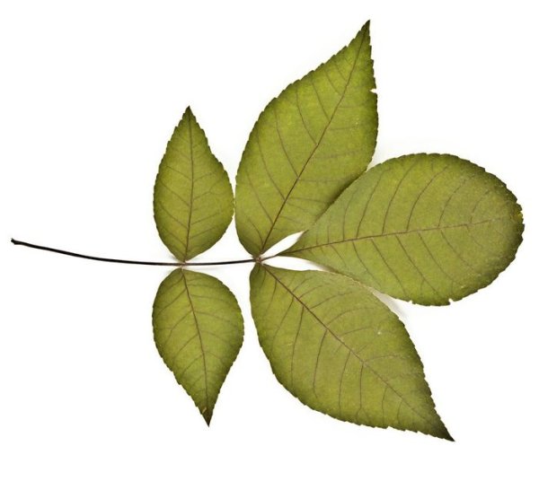 Ясень листья