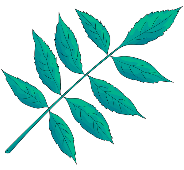 Ясень ланцетный побег