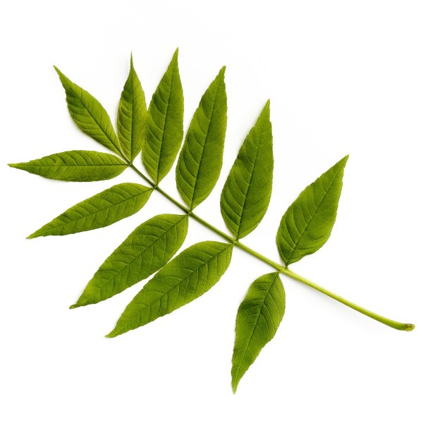 Ясень обыкновенный лист