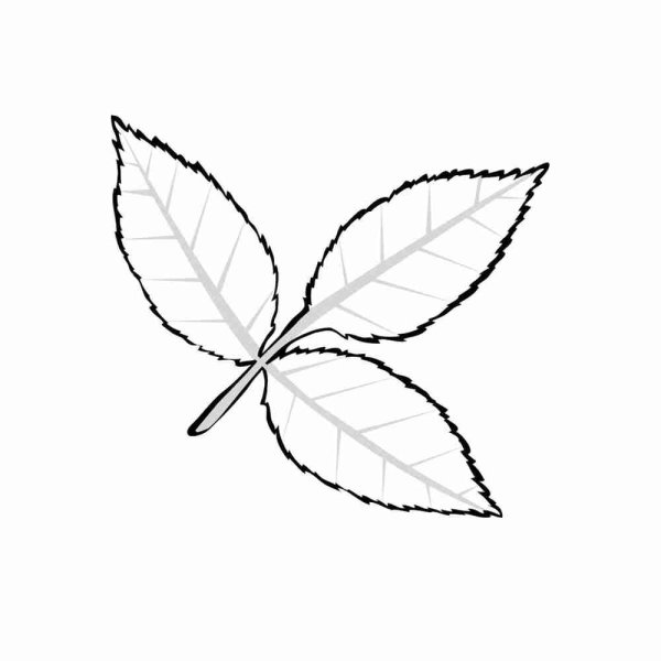 Лист вяза для раскрашивания