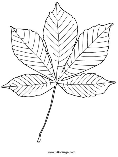 Листья ряиныраскраска