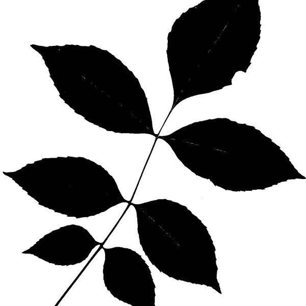 Ясень обыкновенный веточка