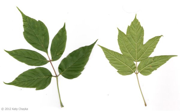 Форма листка ясеня