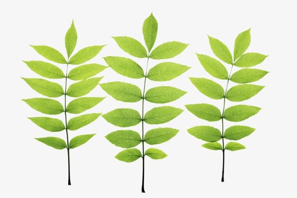 Ясень ланцетолистный