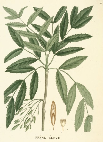 Лист ясеня раскраска