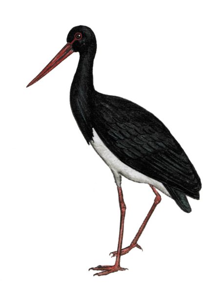 Черный Аист на белом фоне