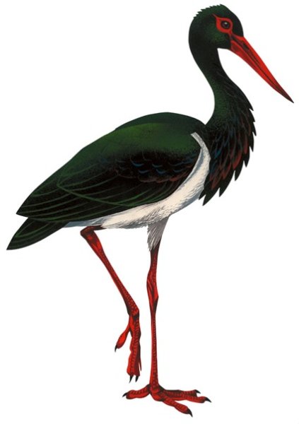 Черный АИС на белом фоне