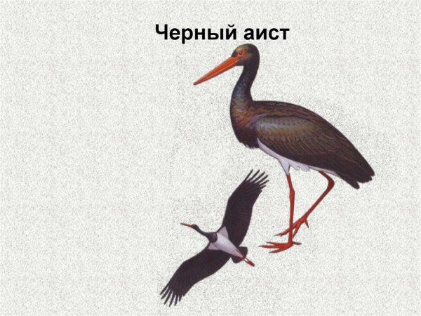 Аист черный красная книга Вологодской области