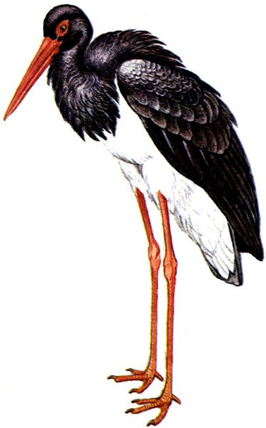 Черный Аист на белом фоне