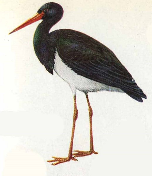 Черный Аист для детей