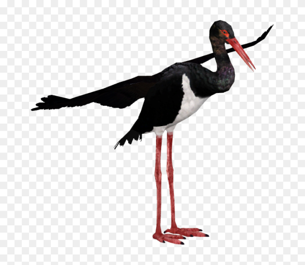 Черный Аист на белом фоне