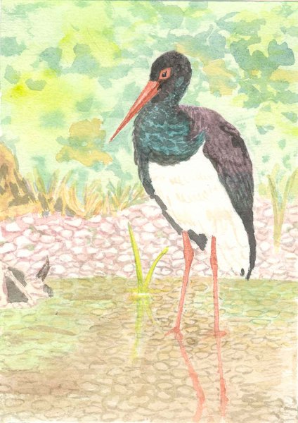 Черный Аист для детей