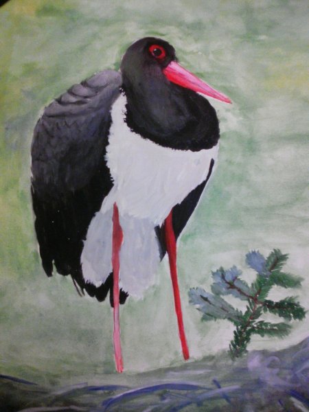 Чёрный Аист из красной книги рисунок