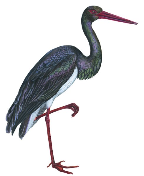 Аист черноголовый