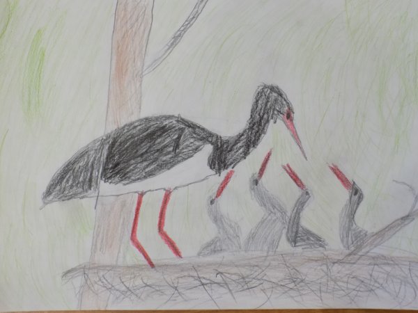 Черный Аист нарисовать