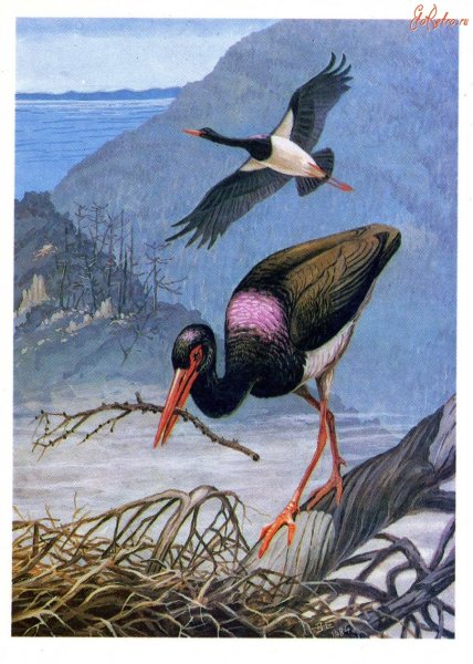 Черный Аист для детей