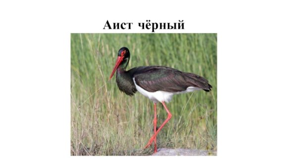 Черный Аист на белом фоне