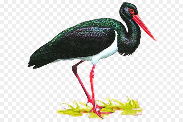 Черный Аист красная книга