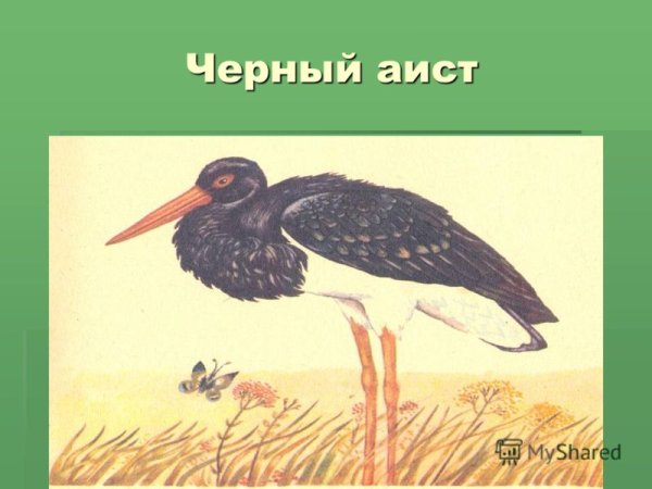 Чёрный Аист из красной книги Краснодарского края