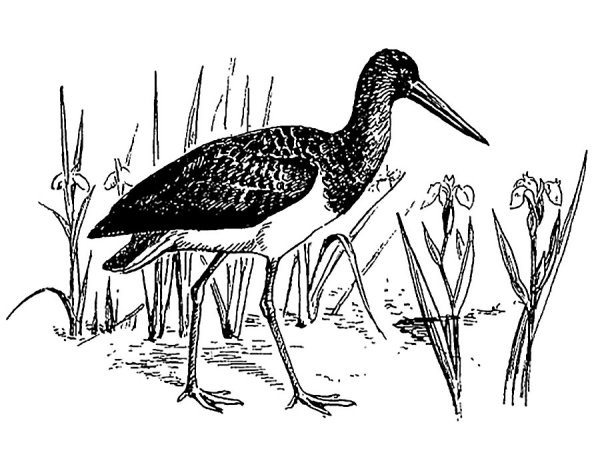 Раскраска птицы Аист