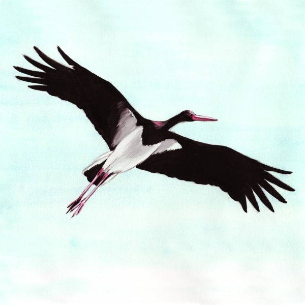 Черный Аист на белом фоне