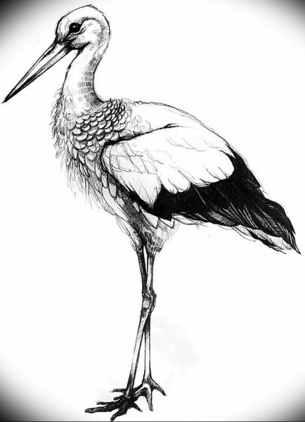 Аист набросок