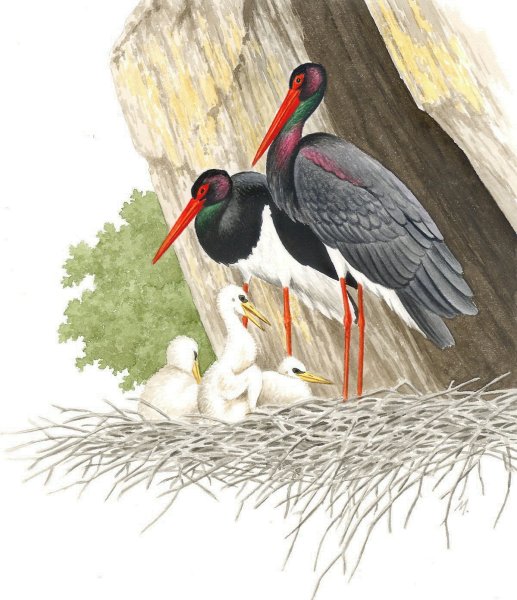 Черный Аист для детей