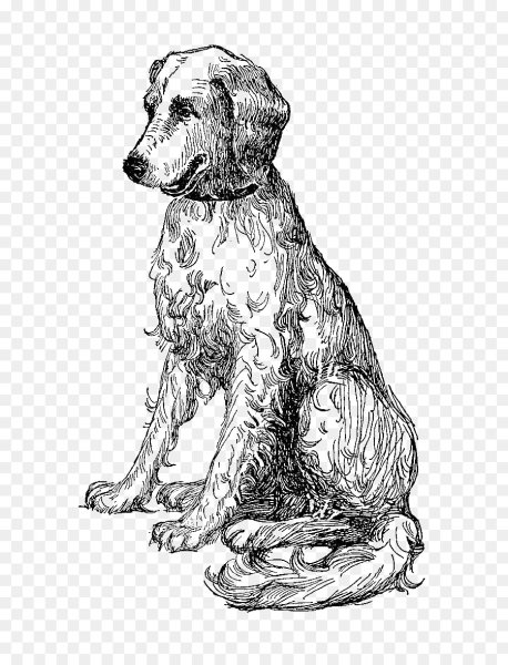 Сеттер собака Бим