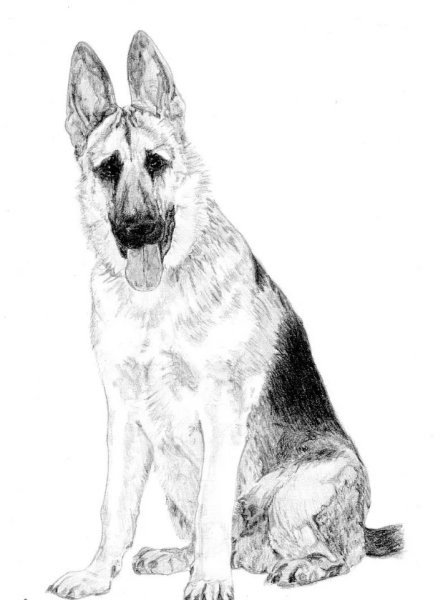 Восточноевропейская овчарка рисунок