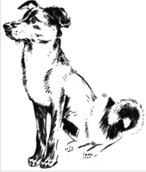 Собака дворняжка