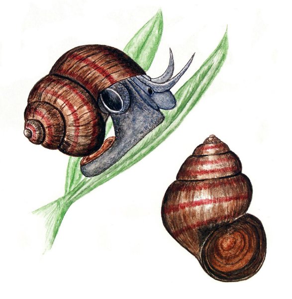 Лужанка ЖИВОРОДКА