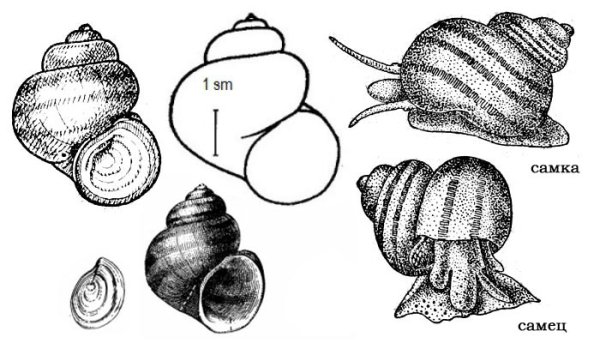 Лужанка Болотная систематика