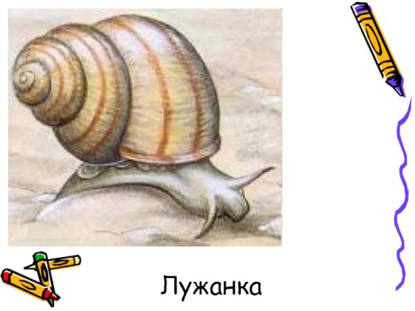 Лужанка аквариумная рыбка