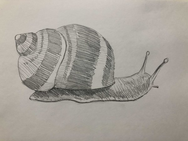 Улитка рисунок карандашом