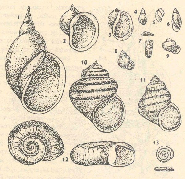 Раковина брюхоногого моллюска
