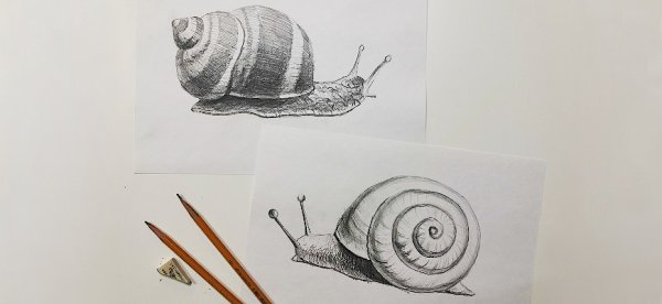 Рисунок карандашом улитка для начинающих