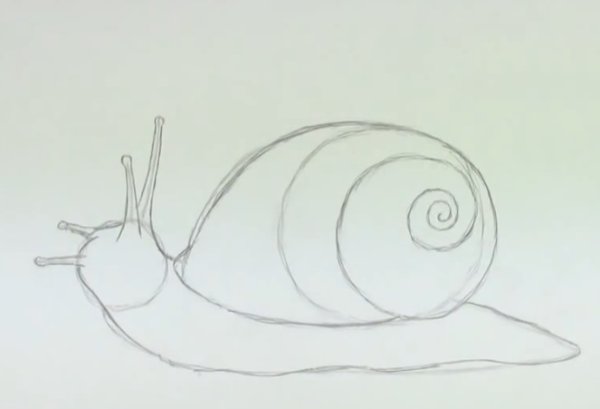 Лужанка улитка