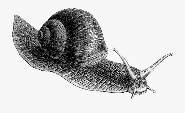 Лужанка улитка