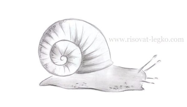 Лужанка улитка рисунок карандашом
