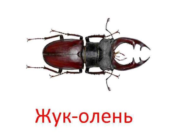 Жук олень рисунок