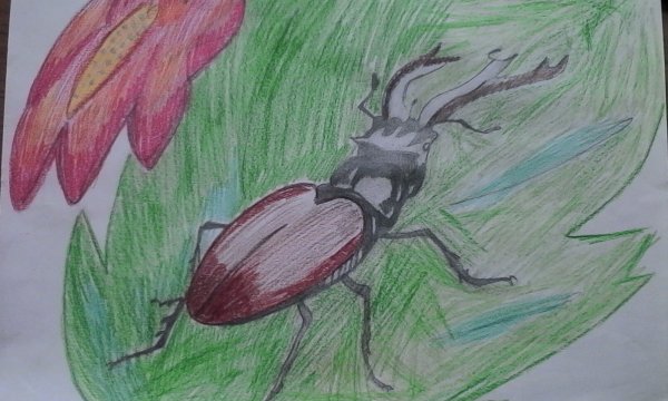 Жук олень нарисовать