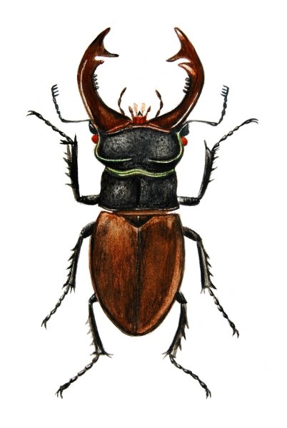 Жук с рожками