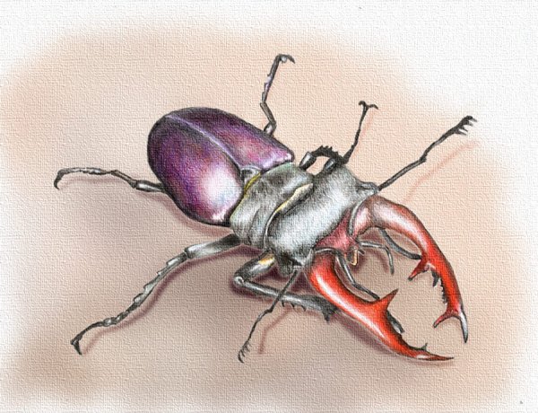 Жук олень Дюрер