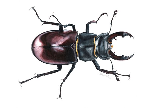 Жук на белом фоне