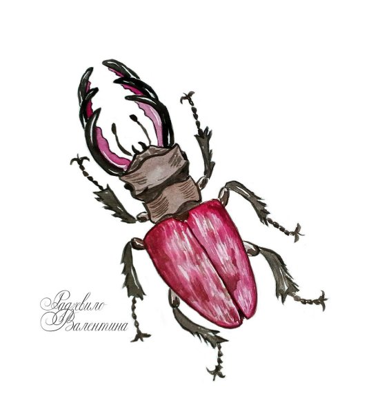 Жук олень рисунок