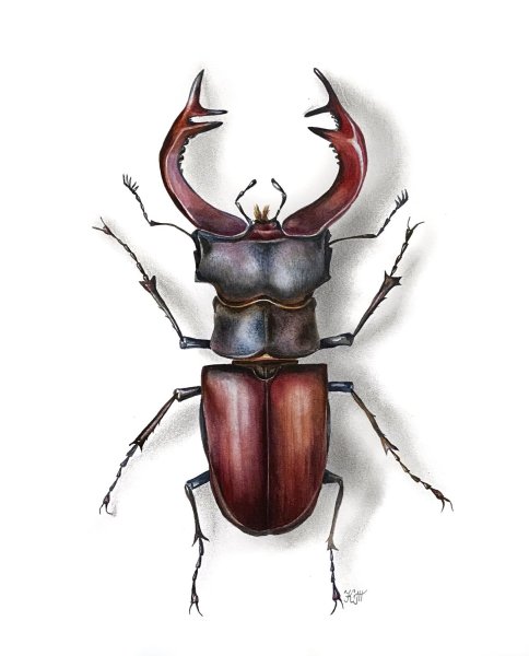 Илья Кабаков Жук